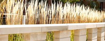 Plants near benches at Auraria Campus