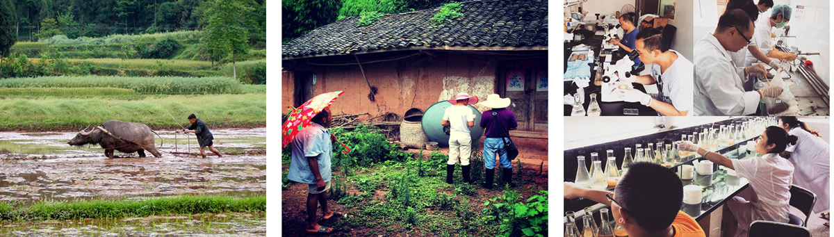 Three images with one of scientists and two of farmers in China