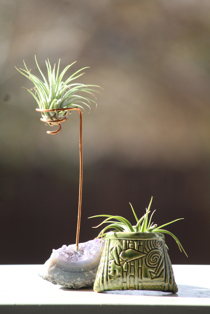 air plant