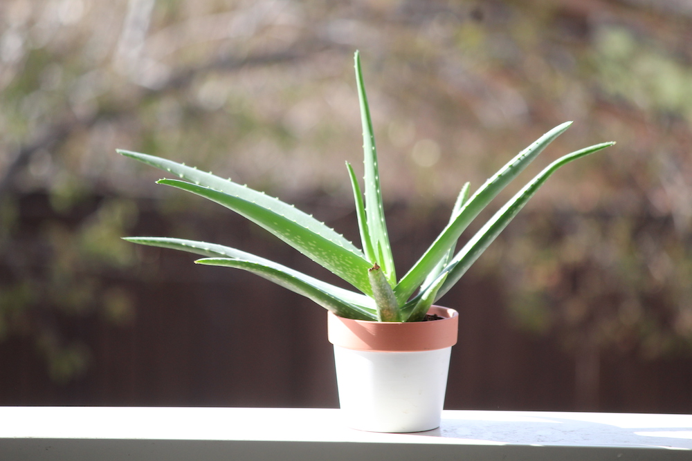 aloe vera plant