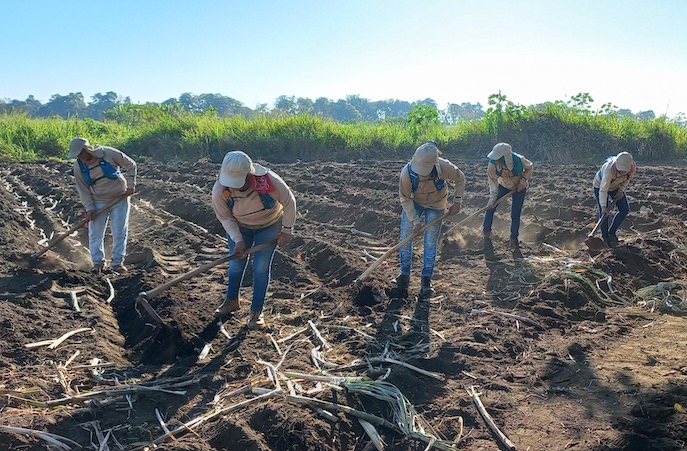 Guatemalan women seeding sugarcane