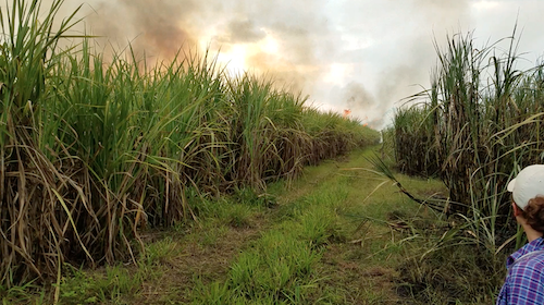 Burning sugarcane file in Guatemala