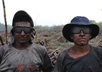 two sugarcane cutters