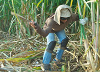 sugar cane worker cutting cane