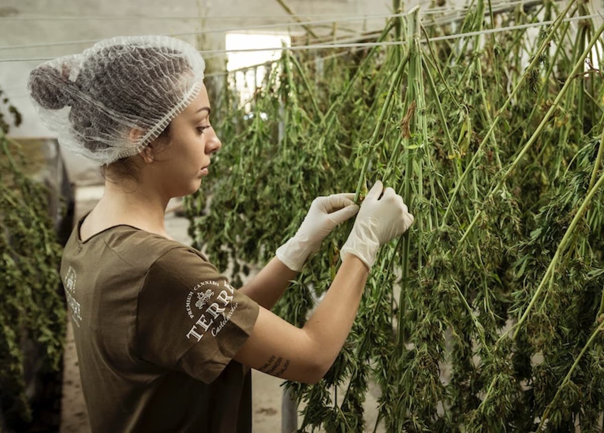 cannabis worker