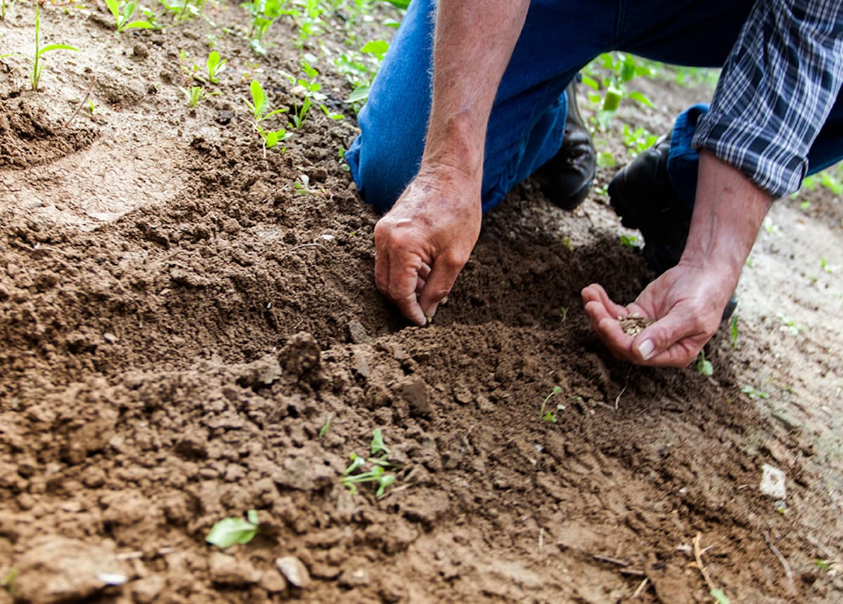 hands digging in dirt