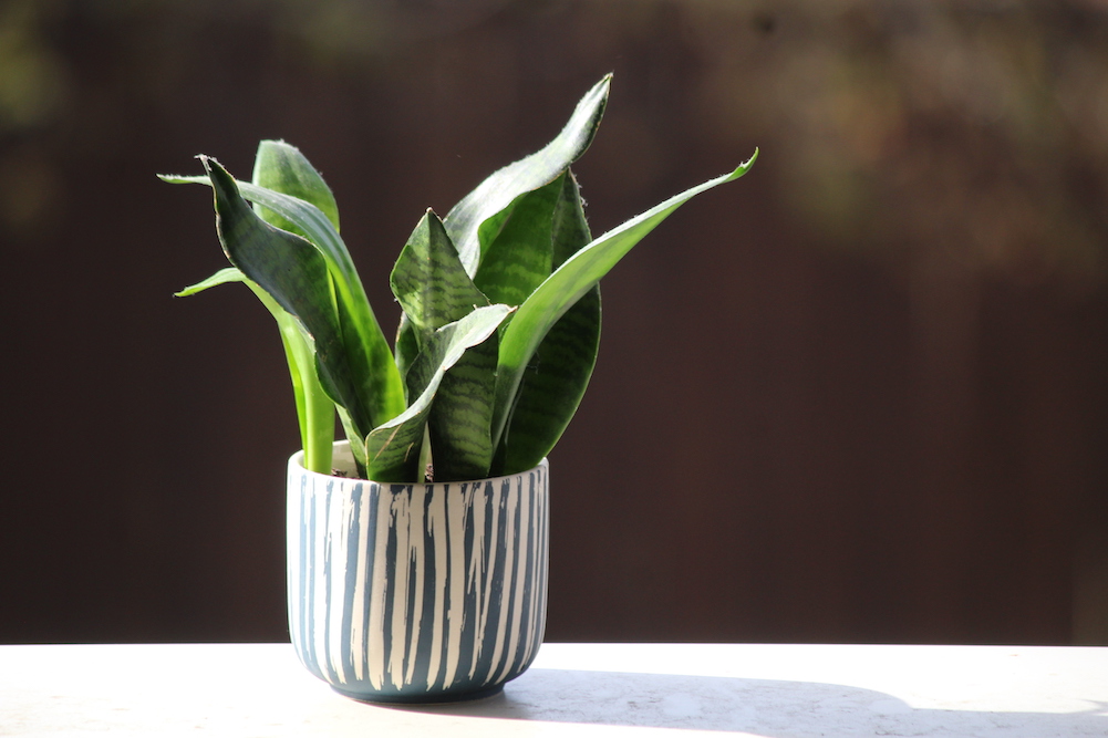 snake plant