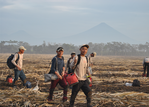 workers in the field