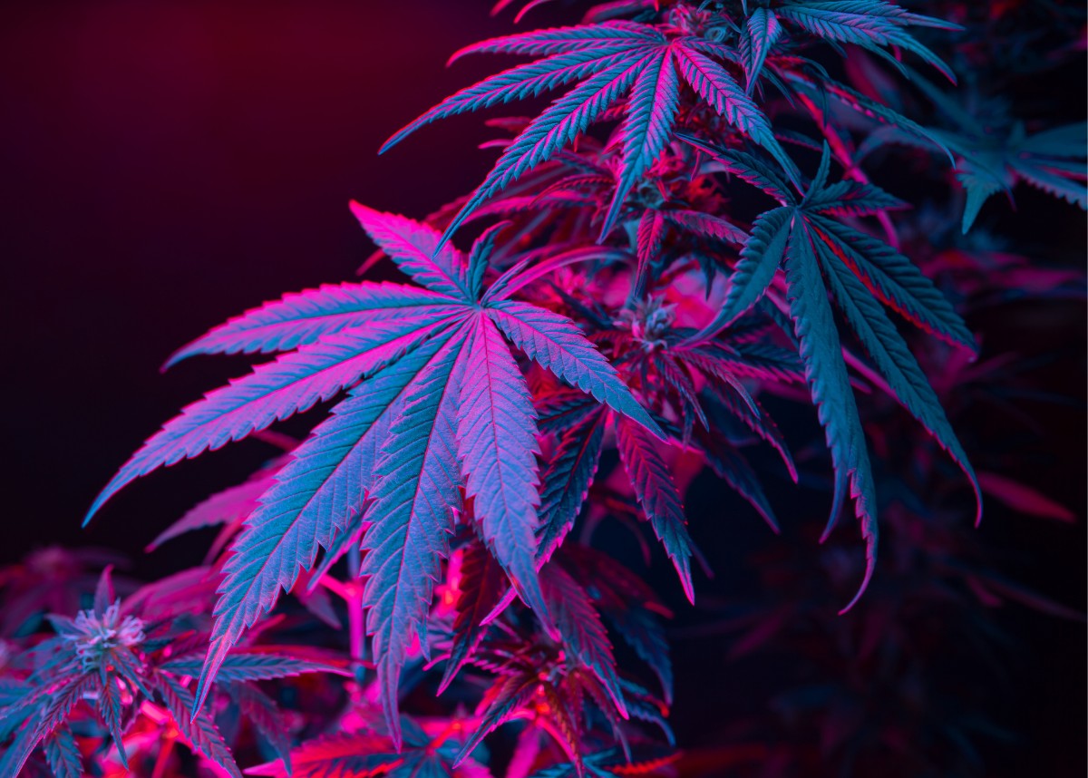 Image of Marijuana plant under red and purple lighting