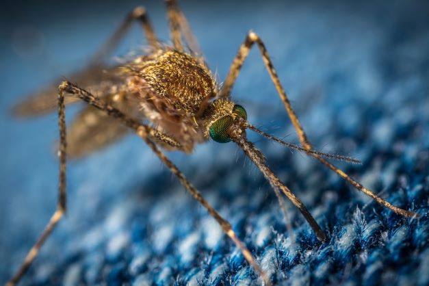 Mosquito close up