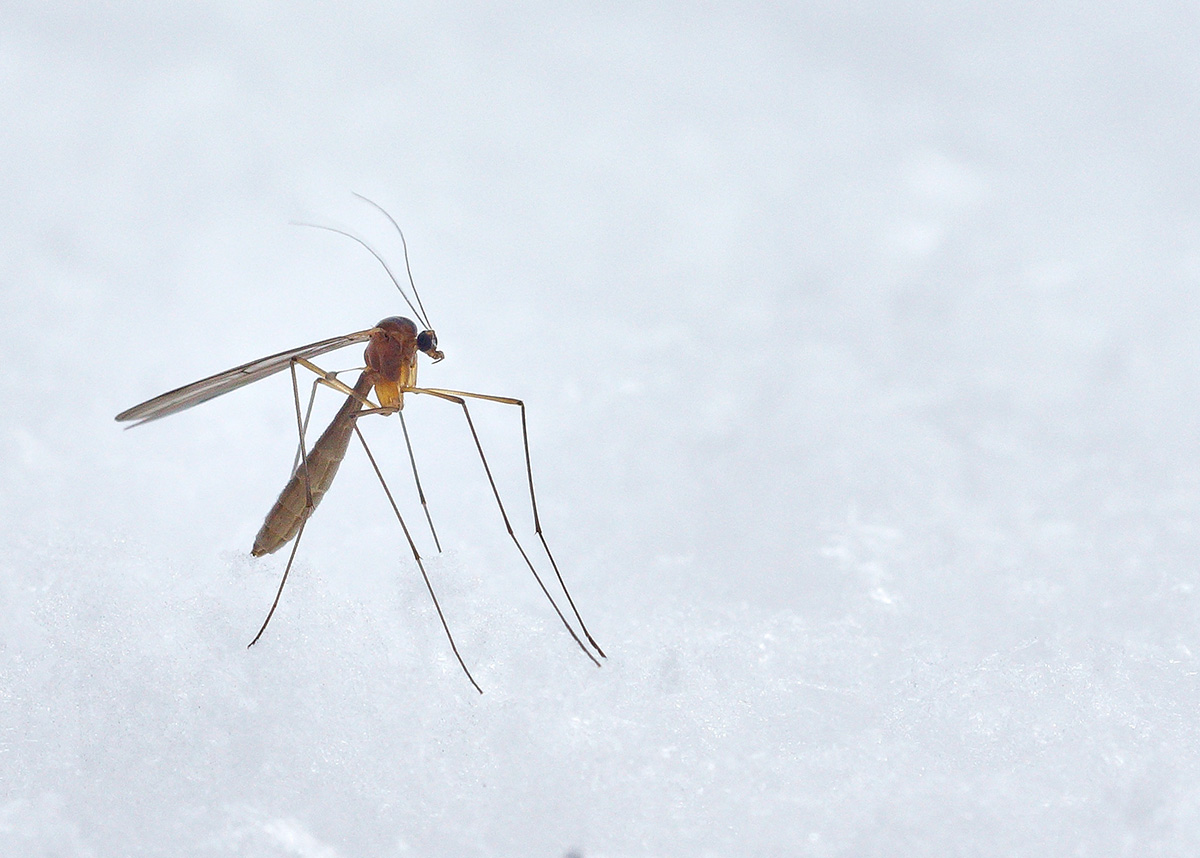 close up image of mosquito