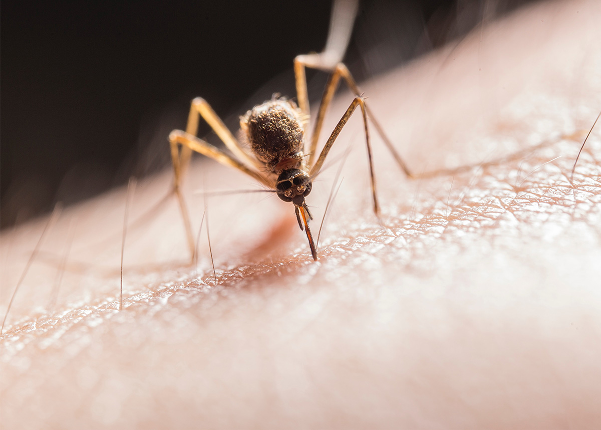 Close up of a mosquito on skin