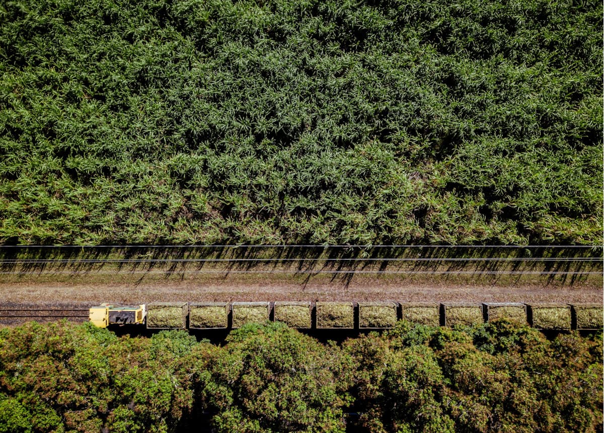 sugarcane being transported