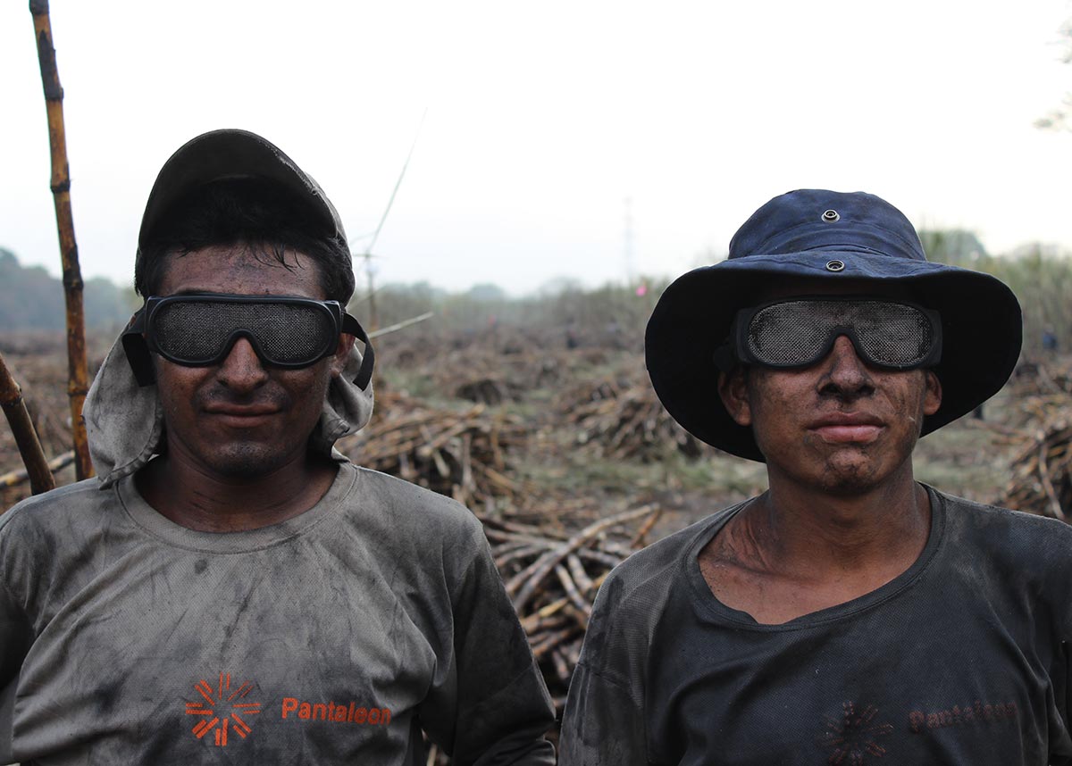 two workers in a sugarcane field