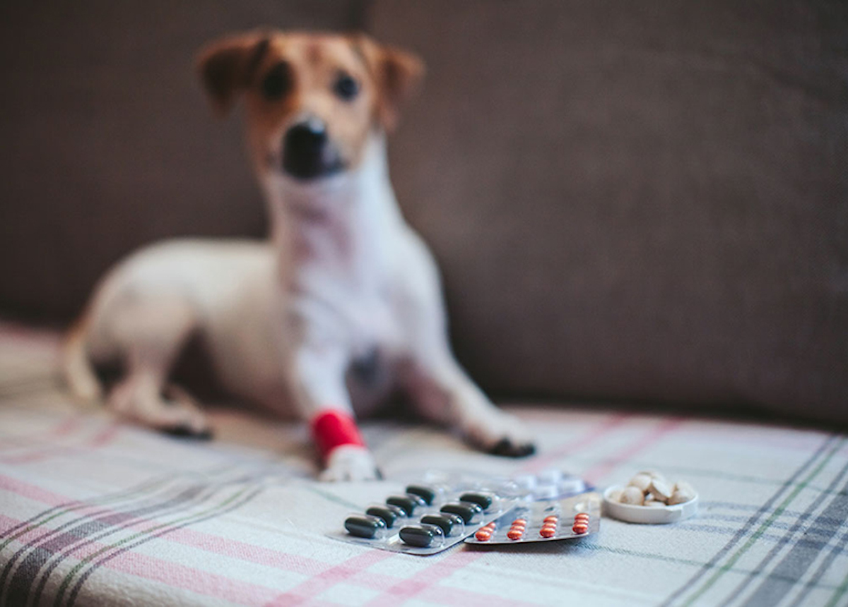 dog with pills in front of it