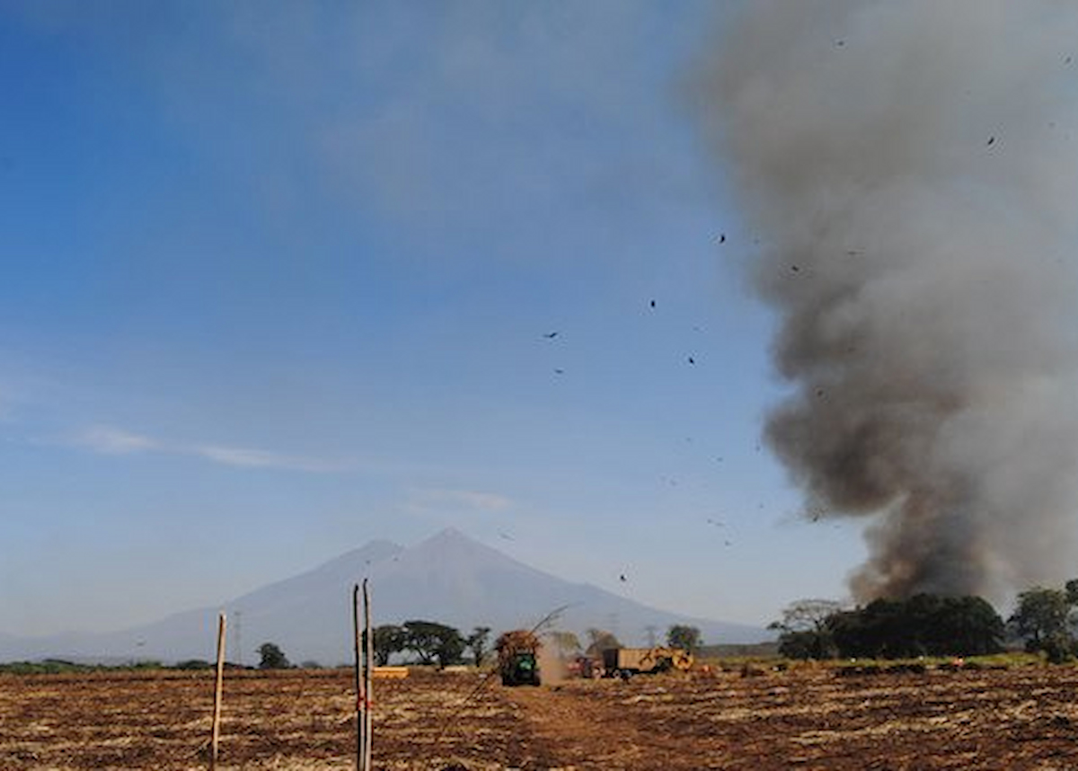 Sugar cane fields burning before harvest