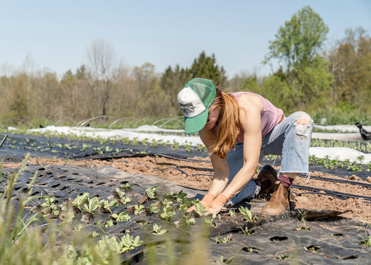 woman planting saplings in ground