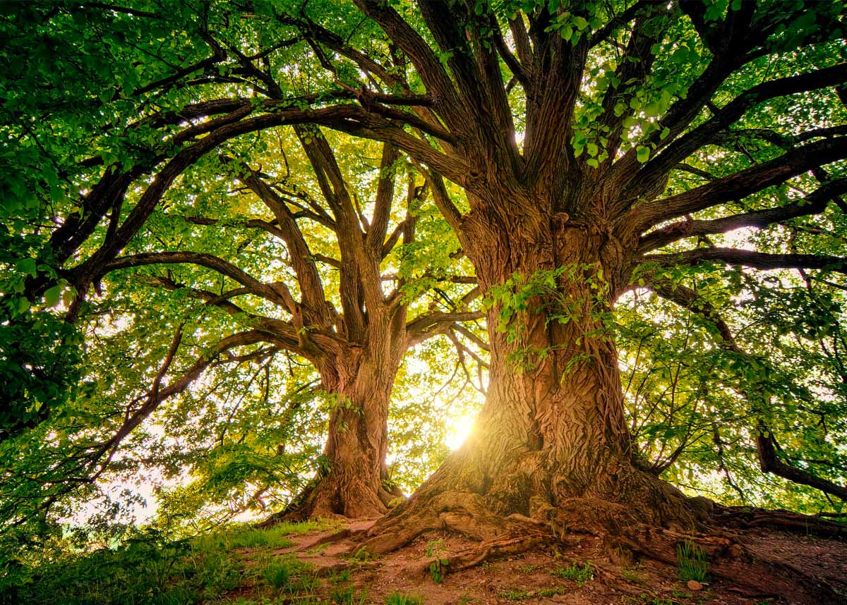 Large trees, with light shining through