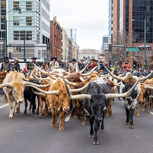 As part of the National Western Stock Show Parade, a crowd of longhorn steer walking the streets of Downtown Denver surrounded by cowboys on horses herding them.