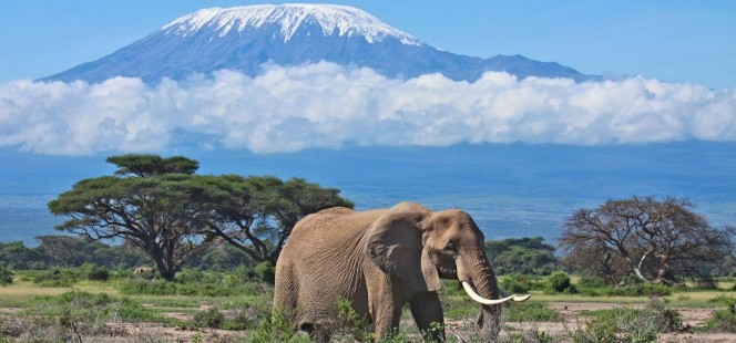 elephant in Africa elephant in Africa